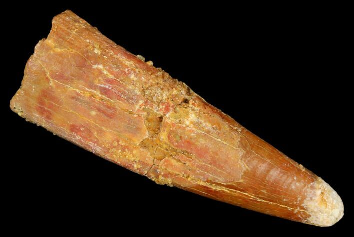 Fossil Pterosaur (Siroccopteryx) Tooth - Morocco #183692